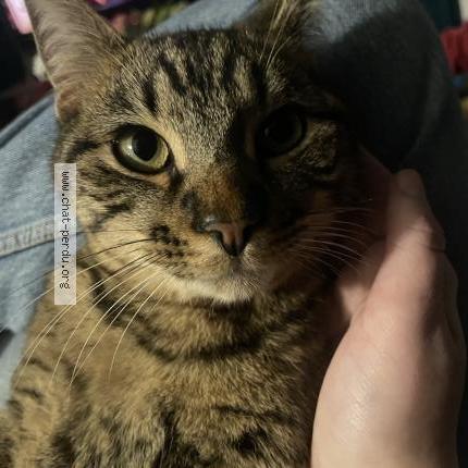 Photo 1/1 Sky Chat lost in Martigues