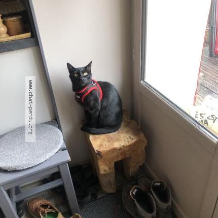 Photo 1/1 Albert Chat lost in Seyssinet pariset