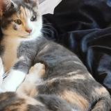 Picture of cat lost at Prades 66500