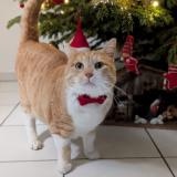 Picture of cat lost at Kembs