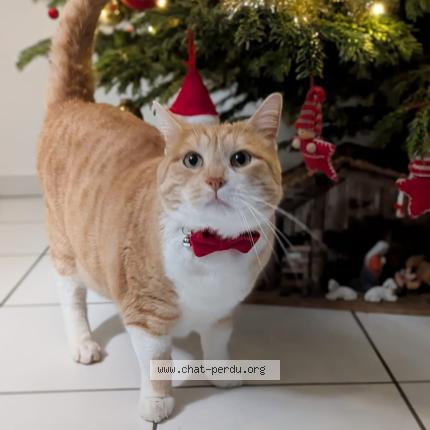 Photo 1/1 Eliot Chat lost in Kembs