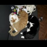 Picture of cat lost at Courcelles