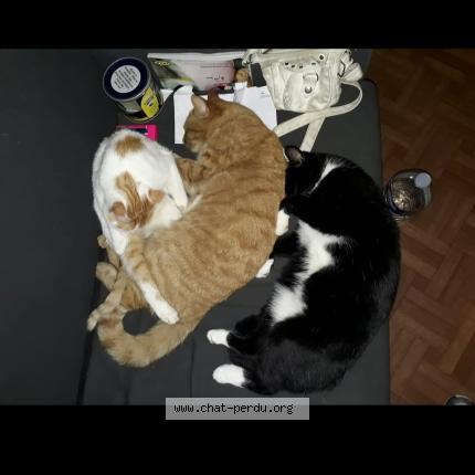 Photo 1/1 Petit prince Chat lost in Courcelles