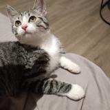 Picture of cat lost at Aubagne