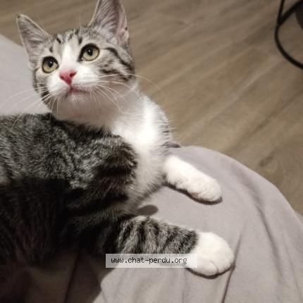 Photo 1/1 Nala Chat lost in Aubagne