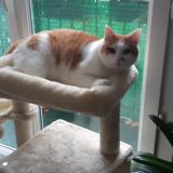 Picture of cat lost at Herouville Montmorency