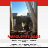 Picture of cat lost at Chatenois Les Forges