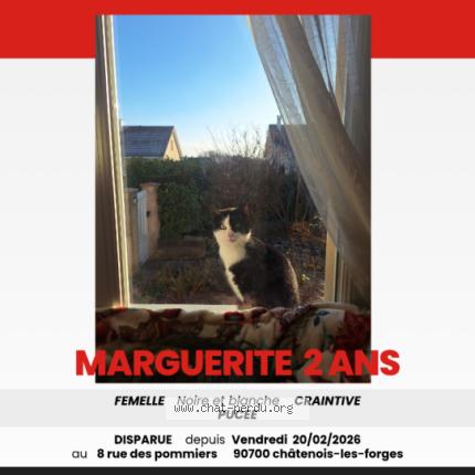 Photo 1/1 Marguerite Chat lost in Chatenois les forges