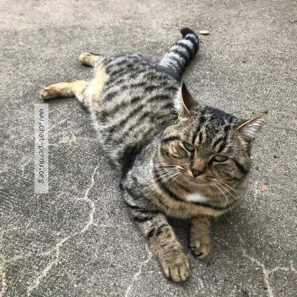 Photo 1/1 Balisto Chat lost in Amboise