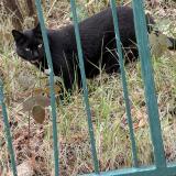 Picture of cat found at Boulogne Billancourt