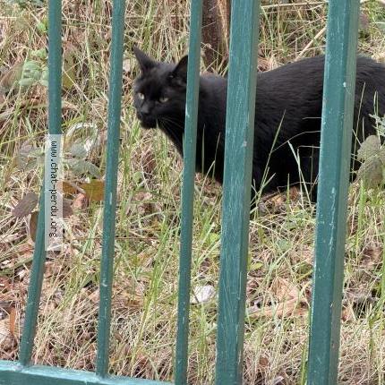 Photo 2/2 Found cat Found in Boulogne billancourt