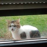 Picture of cat found at Herstal Prealle 4040