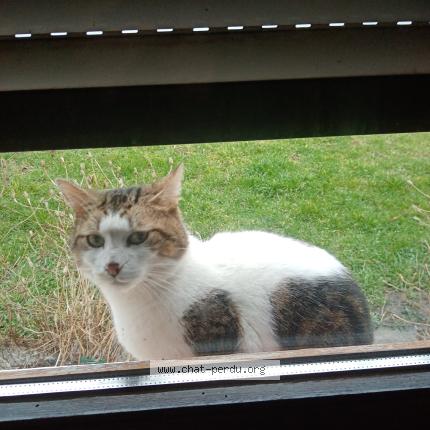 Photo 1/1 Found cat Found in Herstal prealle 4040