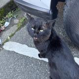 Picture of cat found at Toulouse