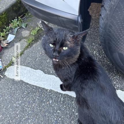 Photo 1/1 Found cat Found in Toulouse