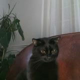 Picture of cat lost at Toulon