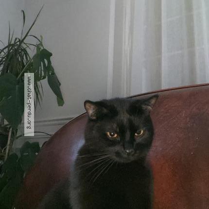 Photo 1/1 PEPPER Chat lost in Toulon