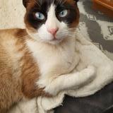 Picture of cat lost at Simiane Collongue