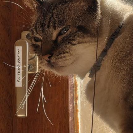 Photo 1/1 Mewtwo Chat lost in Tournefeuille