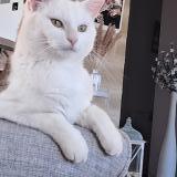 Picture of cat lost at Lomont