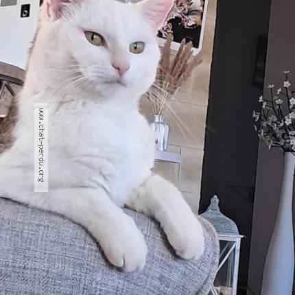 Photo 1/1 Mimi Chat lost in Lomont