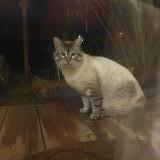 Picture of cat found at Troisfontaines