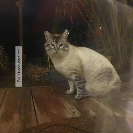 Photo 1/1 Found cat Found in Troisfontaines