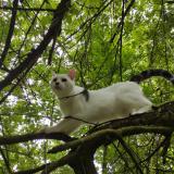 Picture of cat lost at Luisant