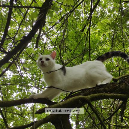 Photo 1/1 Lucifer Chat lost in Luisant