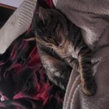 Picture of cat lost at Gowen