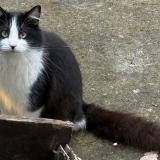 Picture of cat found at Ingre