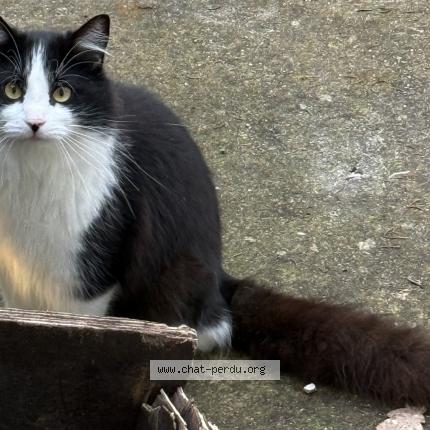 Photo 1/3 Found cat Found in Ingre