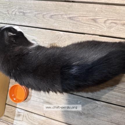 Photo 2/3 Found cat Found in Ingre