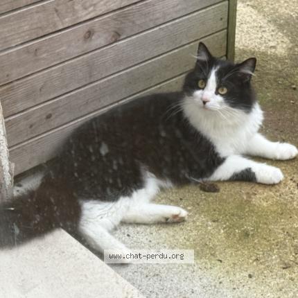 Photo 3/3 Found cat Found in Ingre