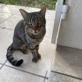 Picture of cat found at Gradignan