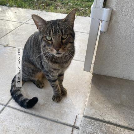 Photo 1/1 Found cat Found in Gradignan