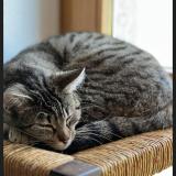 Picture of cat lost at Montmorot Savagna