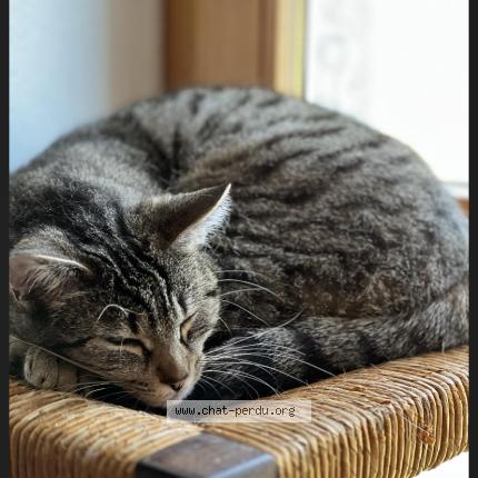 Photo 1/1 Samba Chat lost in Montmorot savagna