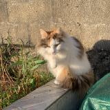 Picture of cat lost at Pons