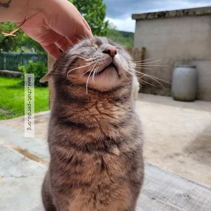 Photo 1/1 Grigi Chat lost in Mouthe