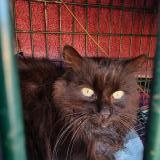 Picture of cat found at Tressan