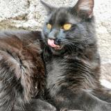 Photo of a cat found in Cdmx