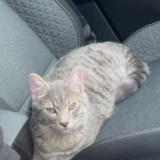Picture of cat lost at Villeurbanne