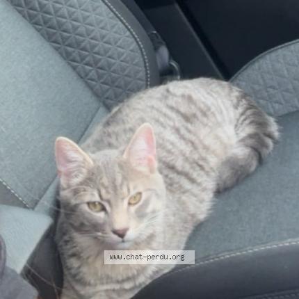 Photo 1/1 Nouni Chat lost in Villeurbanne