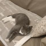 Picture of cat found at Mantes La Jolie