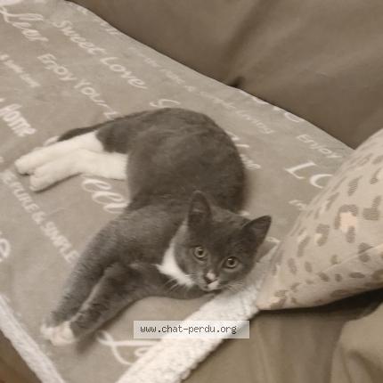 Photo 1/1 Found cat Found in Mantes la jolie