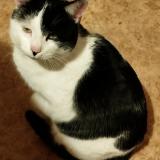 Picture of cat lost at Vitry En Charollais