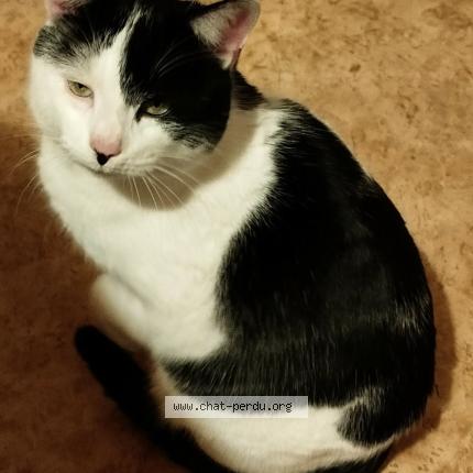 Photo 1/1 Roger Chat lost in Vitry en charollais