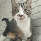 Picture of cat lost at Abscon