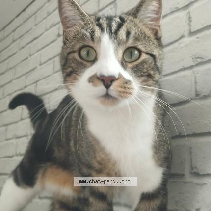 Photo 1/1 Peanuts Chat lost in Abscon